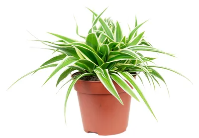Produktbild von Pflegeleichte Grünlilie "Ocean" - Chlorophytum Comosum - ca. 15 cm hoch, Topf-Ø 12 cm