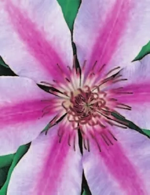Produktbild von Clematis hybride Nelly Moser (60 - 100 cm) - Waldrebe / Klematis