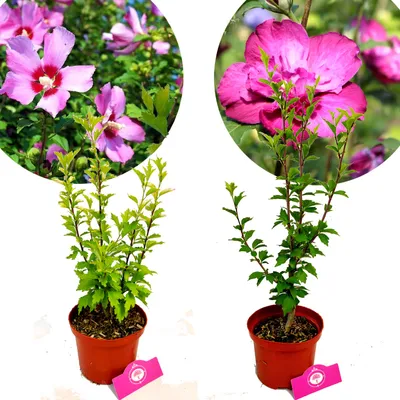 Produktbild von Set mit 2 Hibuskus – 1 'Maike', 1 'Sanchoyo' – Höhe 40 cm – 2-Liter-Topf – Althaea-Strauch – Mix A