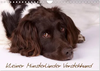 Produktbild von Kleiner Münsterländer Vorstehhund (Wandkalender 2026 DIN A4 quer), CALVENDO Monatskalender
