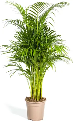 Image de Palmier à fruits d'or - Dypsis lutescens - Areca - Plante solitaire - hauteur env. 100-120cm - pot 21cm