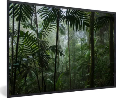 Produktbild von MuchoWow® MuchoWow® Gerahmtes Poster Regenwald - Tropisch - Dschungel - Bäume - Pflanzen 90x60 cm - Poster mit zchwarzem Bilderrahmen - Fotorahmen - Foto-Plakat
