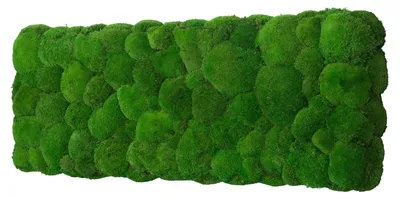 Produktbild von Moosbild Ball Design (110x55, Origin)