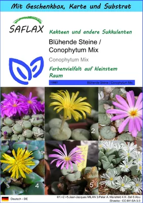 Produktbild von SAFLAX Geschenk Set - Blühende Steine / Conophytum Mix - Conophytum Mix - 40 Samen - Mit Geschenkbox, Versandaufkleber, Geschenkkarte und Anzuchtsubstrat
