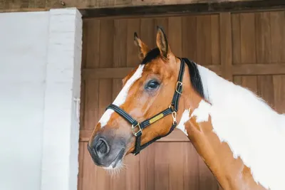 Produktbild von Kentucky Horsewear Lederhalfter Wellington Leather Halfter Schwarz Cob