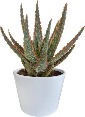 Produktbild von Aloe Zebrina Dannyz - Ø10,5cm Zimmerpflanze im weißen Topf - Sukkulente mit