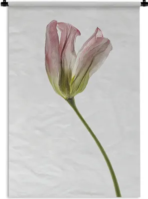 Produktbild von MuchoWow® Wandteppich Wandbehang Getrocknete Blumen - Tulpe - Rosa 120x180 cm Tapisserie Dekoration Wandtuch - Schlafzimmer - Dekorationen für das Haus
