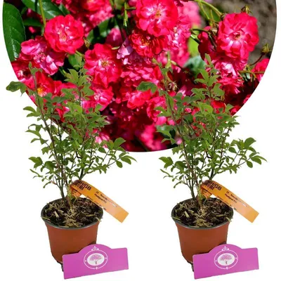 Obrázok produktu pre Sada 2 ruží - Rosa 'Fairy Dance' - výška 40 cm - 13 cm kvetináč