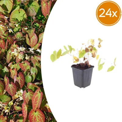 Produktbild von Epimedium y. 'Niveum' | 24 Stück - 10-25cm - Ø9cm - Gartenpflanze