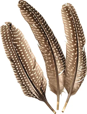 Produktbild von KNORR PRANDELL 216617980 Perlhuhnfedern 15 - 20 cm natur
