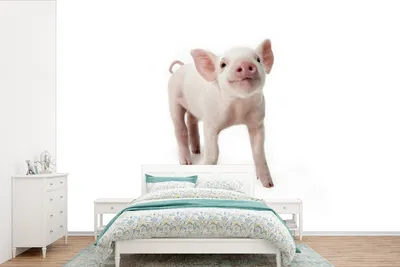 Produktbild von MuchoWow® Fototapete für Wohnzimmer oder Schlafzimmer Wandtapete Vinyl Motivtapete Schwein - Tiere - Weiß - 525x350 cm - Das Hintergrundbild