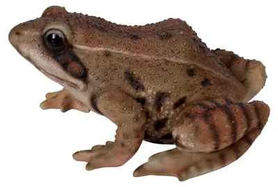 Produktbild von Frosch aus Kunstharz