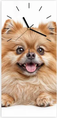 Produktbild von Wanduhr aus Glas mit Motiv Hund und Katze- 30 x 60 cm - inkl. Aufhängesystem