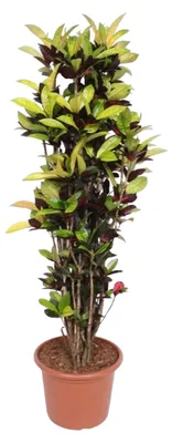 Image de Codiaeum Iceton (Croton Iceton) - 175-190cm - Ø45cm - Plante d'intérieur - Vert persistant