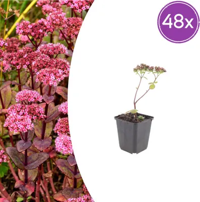 Immagine prodotto di Sedum 'Matrona' | 48 piante - 10-25cm - Ø9cm - Pianta da giardino
