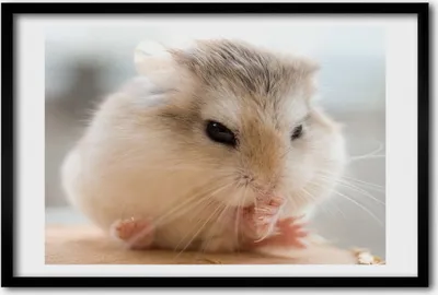 Produktbild von Bild 60x40 MDF-Rahmen, Wandkunst Hamster