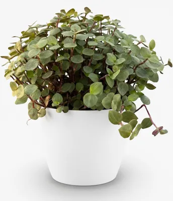 Obrázek produktu pro Calissia repens – pokojová rostlina v bílém květináči o průměru 12 cm, výška 17–20 cm, nenáročná na péči