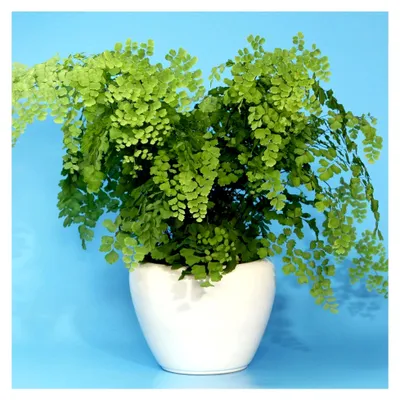 Produktbild von Adiantum fragrans Frauenhaarfarn - Tropischer Zimmerfarn in 12 cm Topf