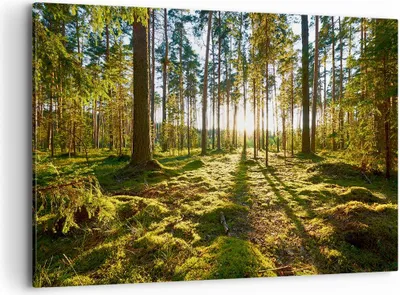 Produktbild von Bild auf Leinwand - Leinwandbild - Wald Baum Natur - 120x80cm - Wand Bild - Wanddeko - Wandbilder - Leinwanddruck - Bilder - Kunstdruck - Wanddekoration - Leinwand bilder - Wandkunst - AA120x80-3724