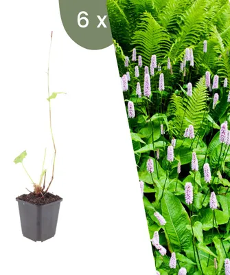 Produktbild von Plants by Frank | 6 Wiesenknöterich Pflanzen | Persicaria Bistorta | Stauden | Winterhart | Mehrjährig | Gartenpflanzen