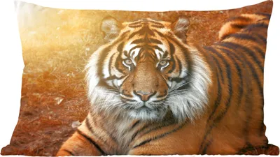 Produktbild von MuchoWow® Zierkissen Sofakissen Wohnzimmer Dekokissen 50x30 cm Porträt - Tiger - Sonne - Wohnzimmerdekoration - Polster mit Photo