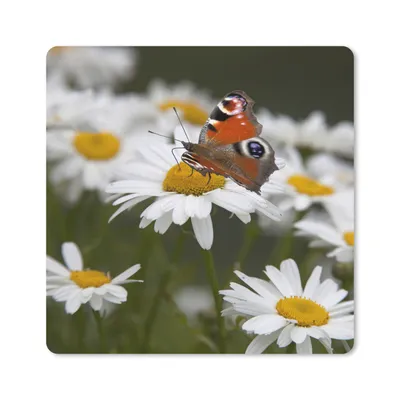 Produktbild von MuchoWow® Mauspad Mousepad Tagpfauenauge Schmetterling mit Gänseblümchen 30x30 cm - Mousepads - Maus Mat - Pad - Mausunterlage - Gaming