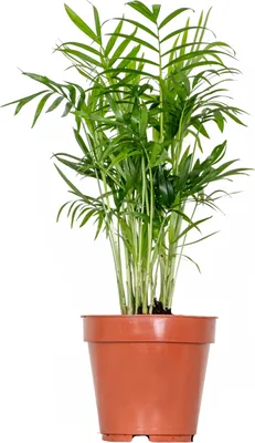 Image de Bloomique - Chamaedorea Elegans - Palmier Nain Mexicain - Plante d’intérieur - Dépolluante - Sans danger pour les animaux - Facile d’entretien - Hauteur 30-40 cm - Pot 12 cm