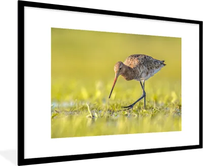 Produktbild von MuchoWow® Gerahmtes Poster Vögel - Gras - Landschaft - Uferschnepfe 90x60 cm - Poster mit Schwarzem Bilderrahmen Wandposter Rahmen Foto Bilder - Wanddekoration - Fotos