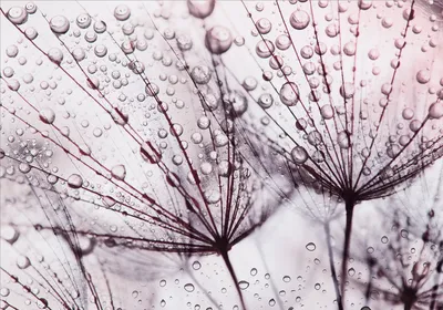 Produktbild von Vlies Fototapete Pusteblume 450x315 cm Tapeten Wandtapete XXL Natur Tau Blumen Wassertropfen grau b-C-0664-a-a