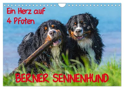 Produktbild von Ein Herz auf 4 Pfoten - Berner Sennenhund (Wandkalender 2027 DIN A4 quer), CALVENDO Monatskalender