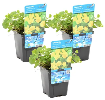 Zdjęcie produktu dla Bloomique - Zestaw 3 szt. - Lysimachia Nummularia - Złocień - Rośliny do oczek wodnych - Rośliny wodne - Odporne na zimę - Wysokość 10-20 cm - Doniczka 9 cm