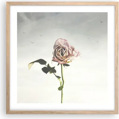 Produktbild von Gerahmtes Poster - Rahmen in heller Eiche - Rose Vögel Himmel - 50x50 cm - Wand Bild - Wanddeko - Wandbilder - Kunstposter - Wandposter - Bilderrahmen - Bilder - Kunstdruck - P2NAC50x50-4509