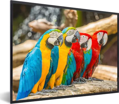 Produktbild von MuchoWow® Gerahmtes Poster Vögel - Papagei - Tropisch - Natur 80x60 cm - Poster mit Schwarzem Bilderrahmen Wandposter Rahmen Foto Bilder - Schwarzem - Mit Gestell