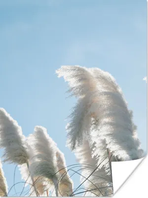 Produktbild von MuchoWow® Poster Himmel - Gras - Pampasgras 120x160 cm - Wandbilder