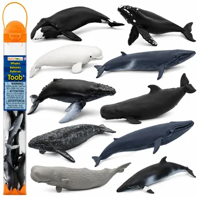 Produktbild von Safari Ltd Whales TOOB, 3 Jahr(e), Whales, Mehrfarbig