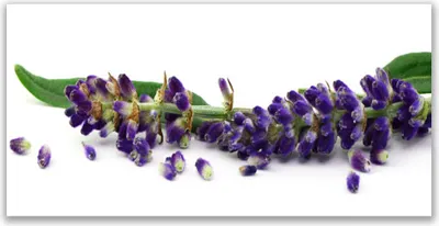 Produktbild von Tulup Leinwand-Bilder 120x60 Wandbild Canvas Kunstdruck Blumen Blätter Pflanzen