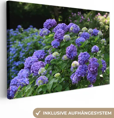 Produktbild von MuchoWow® - Leinwandbilder - Lila Hortensien in einem japanischen Garten, Wandbild, Wanddeko Bilder Wohnzimmer, 120x80cm