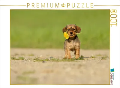 Immagine prodotto di Calvendo Un fiorellino per te 1000 pezzi puzzle paesaggio 640x480mm, Köntopp Kathrin; 7403409