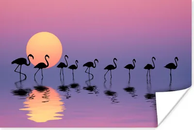 Produktbild von MuchoWow® Poster Flamingo - Wasser - Spiegelung 180x120 cm - Fotoplakat