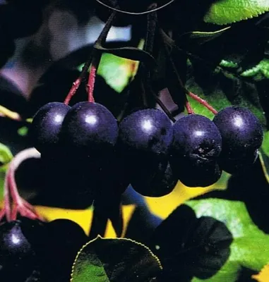 Produktbild von Aronia melanocarpa - Schwarze Apfelbeere - 60-80cm
