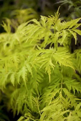Produktbild von Sambucus racemosa 'Golden Lace', Roter Holunder, goldlaubig, 40–60 cm