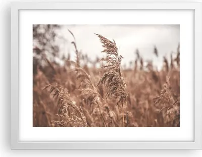 Produktbild von Gerahmtes Poster - Weißer Rahmen - Zuckerrohr Wiese Boho - 40x30 cm - Wand Bild - Wanddeko - Wandbilder - Kunstposter - Wandposter - Bilderrahmen - Bilder - Kunstdruck - P2WAA40x30-4709