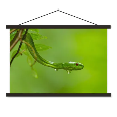 Produktbild von MuchoWow® Textilposter Grüne Schlange aus der Nähe 150x100 cm mit schwarzem Rahmen - Schlafzimmer