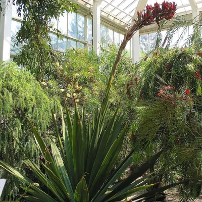Zdjęcie produktu dla Doryanthes palmeri – 5 nasion
