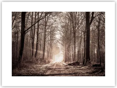 Produktbild von Poster - Poster ohne Rahmen - Wald Straße Baum - 40x30 cm - Wand Bild - Wanddeko - Wandbilder - Kunstposter - Wandposter - Bilder - Kunstdruck - Wanddekoration - Wandbild - P2XAA40x30-3620