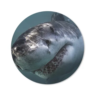 Produktbild von MuchoWow® Mauspad Mousepad Hai - Weiß - Wasser 20x20 cm - Mousepads - Maus Mat - Pad - Mausunterlage - Schreibtischmatte