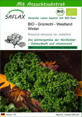 Produktbild von SAFLAX - BIO - Grünkohl - Westland Winter - Brassica oleracea var. sabellica - 70 Samen - Mit keimfreiem Anzuchtsubstrat