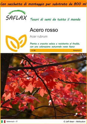 Immagine prodotto di SAFLAX Garden in the bag - Acero rosso  - 20 semi - Acer