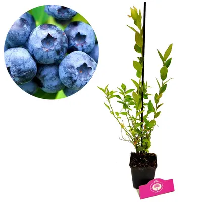 Productafbeelding van Vaccinium corymbosum 'Goldtraube' – 3 blauwbesplanten in een pot van 9 cm