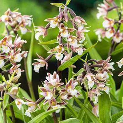Productafbeelding van Moerings Epipactis Palustris | Moeraswespenorchis | In 9CM pot